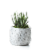 LiveTrends Woodland Succulent - Assorted Perspective: right