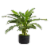 Assorted Ashima Potted Plant Perspective: right