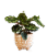 Large Boho Potted Plant - Assorted Perspective: right