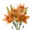 Tango-LA´s Lily Box Perspective: right