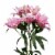 Rose Lily Combination Bouquet Perspective: right