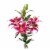 Oriental Stargazer Lily Perspective: right