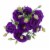Super Bloom Lisianthus Perspective: right