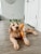 Midlee Toga Dog Halloween Costume (XXX-Large) Perspective: right