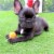 Midlee Mini 1.5 Dog Tennis Balls with Squeaker, Set of 12 Solid Colors Perspective: right
