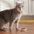 Meow Mix® Tender Favorites Poultry & Beef Wet Cat Food Perspective: right
