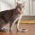 Meow Mix Tenders in Sauce Wet Cat Food Variety Pack With Poultry & Beef Favorites Perspective: right