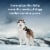 Blue Wilderness Turkey & Chicken Grill Wet Senior Dog Food Perspective: right