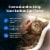 Blue Buffalo Wilderness High Protein Natural Chicken Adult Indoor Dry Cat Food Perspective: right