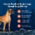 Blue Buffalo Wilderness Natural Large Breed Adult Dry Dog Food Chicken Perspective: right