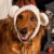 FurHaven Flex-Fit Pet Costume Hat - Polar Bear, L-XL Perspective: right