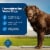 Blue Buffalo Life Protection Formula Natural Senior Dry Dog Food Chicken & Brown Rice Perspective: right