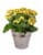 Blooming Plant in Tin Potted Plant - Assorted Perspective: right