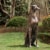 Glitzhome 30.25 Inch H MGO Sitting Greyhound Dog Statue-Left Perspective: right