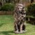 Glitzhome Guardian Sitting Lion Garden Statue Perspective: right
