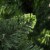 vidaXL Artificial Christmas Tree with Pine Cones Green 5 ft Perspective: right