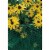 Tenax® Poultry Fence - Green Perspective: top