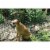 Tenax Garden Fence Green 3-ft X 25-ft Perspective: top