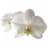 Bloom Haus Premium Live Potted Orchids Perspective: top
