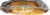 Kroger® Cheesy Garlic French Bread Pizza Perspective: top