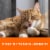 Iams Proactive Health Healthy Weight Adult Dry Cat Food Chicken Perspective: top
