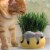 Chia® Cat Snoozing Kitty Grass Planter Perspective: top