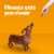 Pedigree Dentastix™ Fresh Flavor Adult Toy/Small Dog Dental Chew Dog Treats Perspective: top