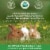 Continental Sleep, Premium Natural Pine Animal Bedding, Dust-Free, Soft Shavings Perspective: top