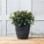 Novelty Dolce Round Planter - Black Perspective: top