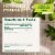 Traditional Medicinals Organic Spearmint Tea Perspective: top
