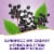 Nature’s Way Sambucus Immune Elderberry With Zinc Vitamins C D3 Gummies Perspective: top
