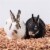PetsPick Red Cedar Pet Bedding for Dogs, Horses, Small Animals, 24L Perspective: top