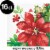 CC Paper Art Perfect Poinsettia Lunch Napkins - 16 Pack Perspective: top
