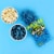 Sour Punch Chewy Blue Raspberry Candy Bites Perspective: top