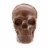 Frankford Hot Chocolate Bomb Skull with Mini Marshmallows Perspective: top