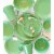 Fiesta Classic Dinnerware Set - Meadow Perspective: top
