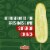 Claussen Kosher Dill Pickle Halves Perspective: top