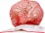 Melissa'a Elephant Garlic Bulb Perspective: top