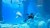 Nintendo Switch™ Endless Ocean Luminous Perspective: top