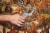 Fiskars® Traditional Bypass Pruner Perspective: top