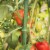 Gardener's Blue Ribbon TMC60 Ultomato 5 Foot Tomato Vegetable Plant Cage, Green Perspective: top