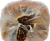 Dunford Bakers Wheat Bread Perspective: top