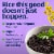Lundberg Family Farms® Regenerative Organic Black Pearl Rice Perspective: top