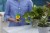 Miracle-Gro All Purpose Plant Food Perspective: top