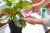 Miracle-Gro Leaf Shine Perspective: top