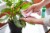 Miracle-Gro Leaf Shine Perspective: top