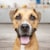 Gravy Train™ Adult Dry Dog Food Beefy Classic Flavor Perspective: top