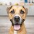 Gravy Train™ Adult Dry Dog Food Beefy Classic Flavor Perspective: top