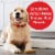 Milk-Bone Brushing Chews Daily Dental Dog Treats, Large, 8.1 Ounces, 6 Bones Per Bag Perspective: top