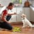 Pup-peroni® Lean Beef Flavor Dog Treats Perspective: top